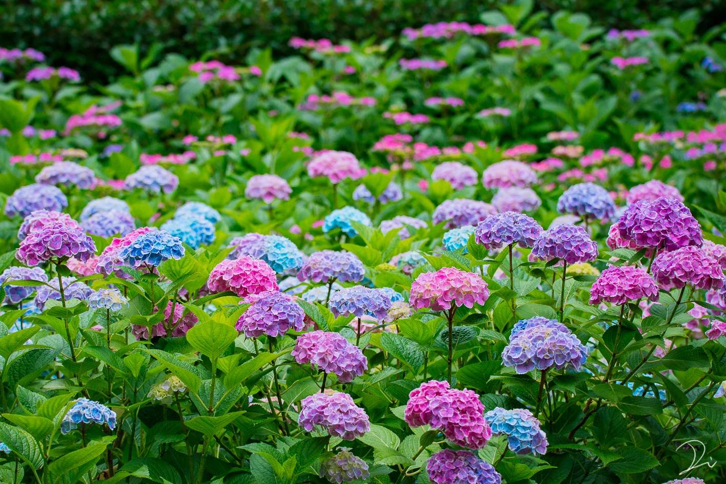 宝石のよう・・・。しっとりとした紫陽花の魅力。
