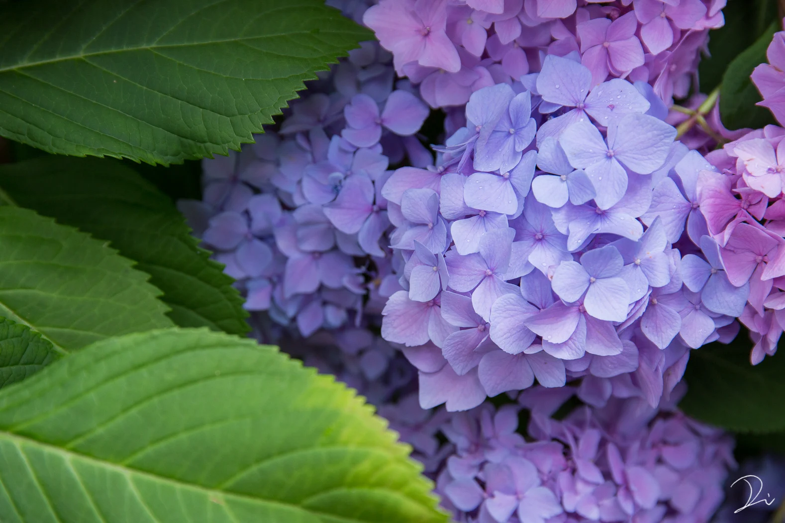 宝石のよう・・・。しっとりとした紫陽花の魅力。