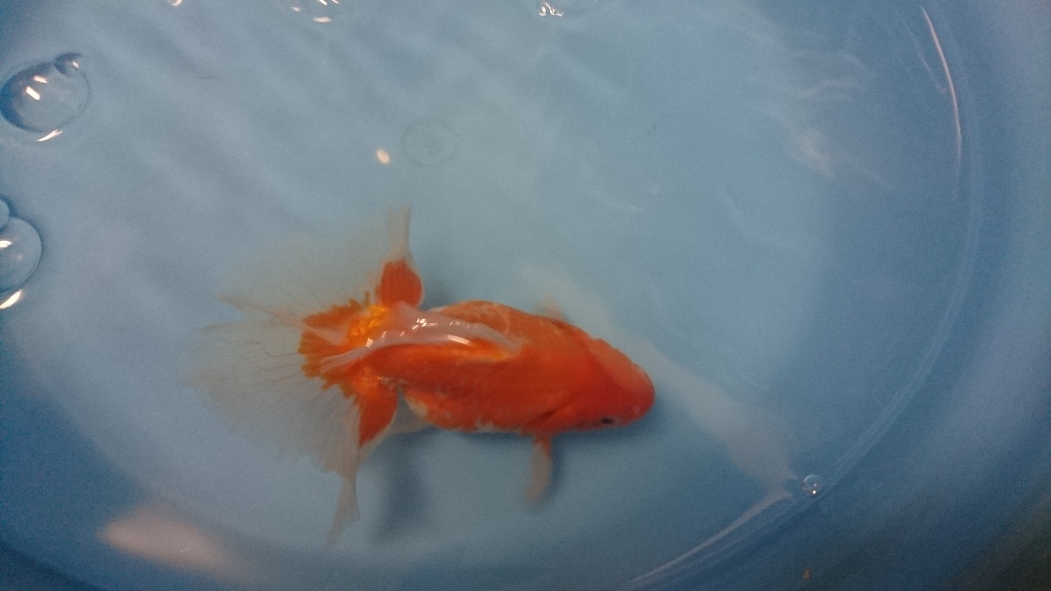 金魚亭 土佐錦 当歳 親 雄 入荷しました 当歳は特別価格にて販売中 千葉県 富里市 金魚販売 土佐錦 土佐金 T Co 9mbezqsbev Twitter