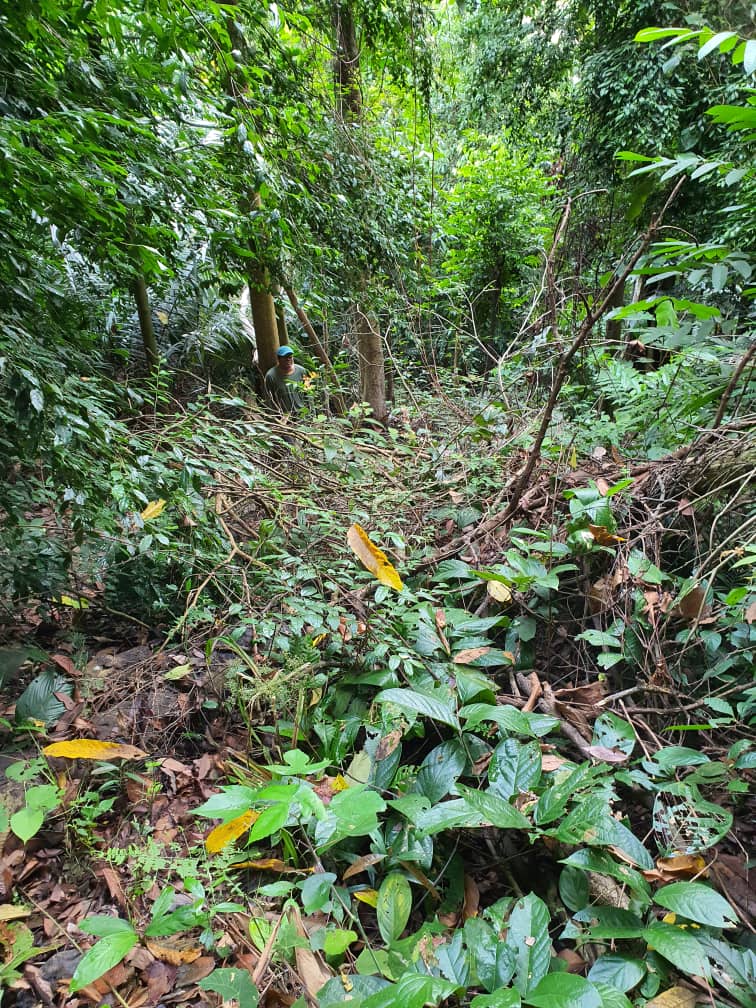 KlangRed's tweet image. Camouflage, can you spot me? 🌿🌴🍀😜
Finally, after three long months the Bukit Kiara hiking trail reopens! This will be my weekend ritual from now on. Blending in with the green...literally 😁
#hikingadventures