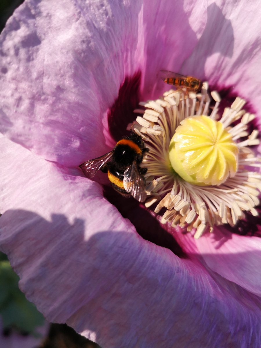 LoriTimothy4's tweet photo. A 7am water at the allotment renders the most beautiful surprises. Dozy hover flies and a bumble bee in search of breakfast. #poppies #poppy #wildflowers #flowers #allotmentflowers #naturalplanting #meadowplanting #bees #bumblebees #insects #TwitterNatureCommunity https://t.co/ulzFtD2WON