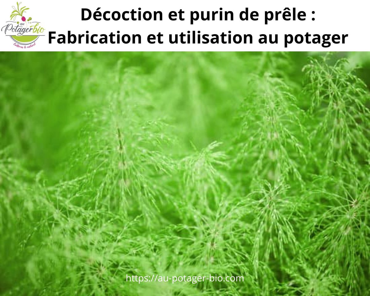 HirelYannick's tweet image. 🌿💦🍅 Contre le #mildiou, l’#oidium, la #cloquedupécher et toutes ses maladies cryptogamiques du #potager ... la #décoction de #prêle semble avoir quelques propriétés intéressantes ... Avez-vous des retours d'expériences à ce sujet ? 👉 au-potager-bio.com/preparer-utili…