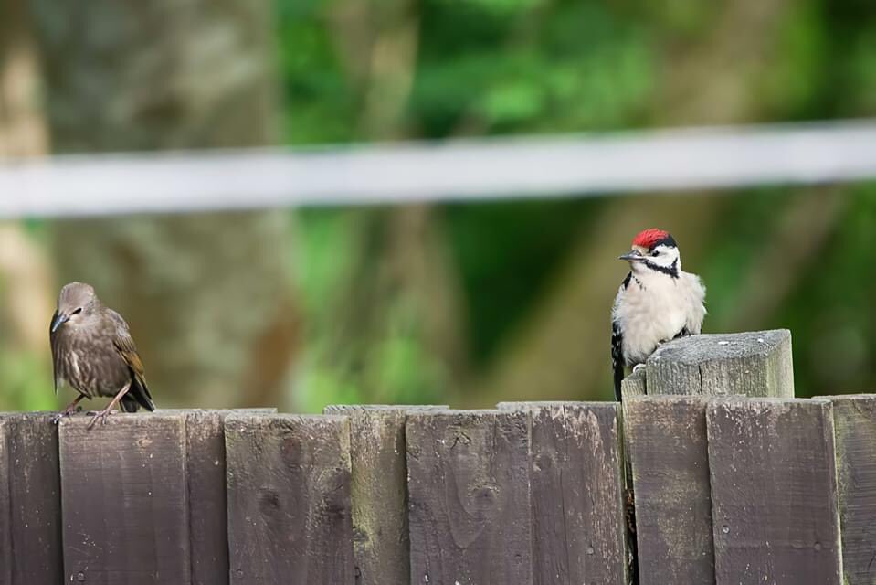 MJFergusonTog's tweet photo. Young starling explains that he can’t go play ... ‘My mom says we have to practice social distancing.’  @RSPBScotland @WildlifeMag #lanarkshire #coltness #gardenbirds #gardenbirdwatch #starling #greatspottedwoodpecker #SocialDistancing https://t.co/hgPsAiZaal