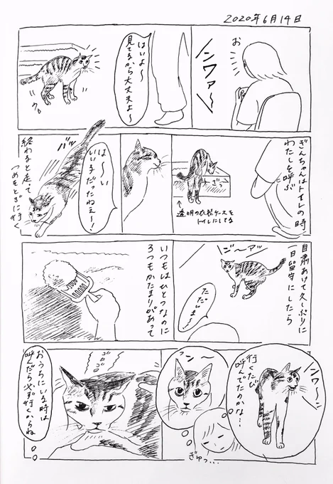 2020/6/14のぎんちゃん  #今日のぎんちゃん 