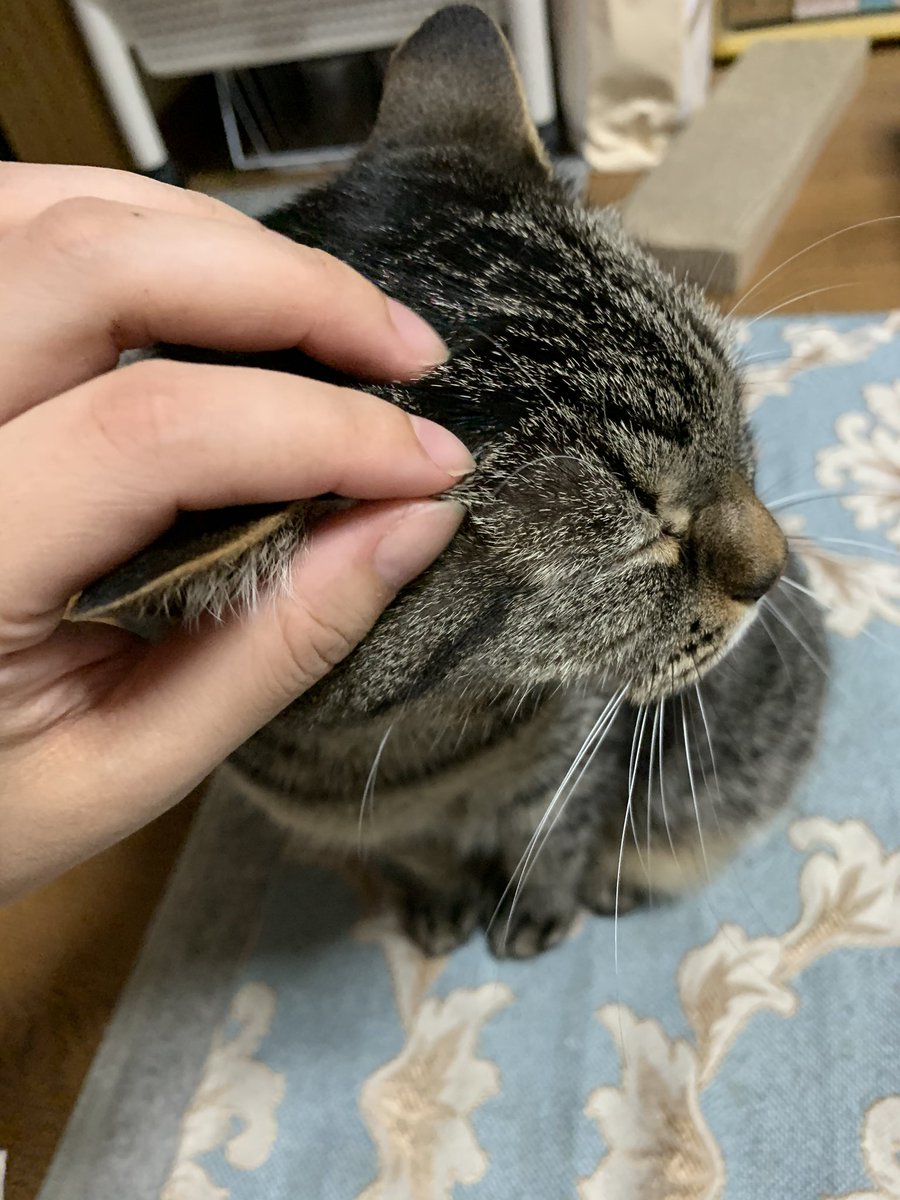 葵 と世界一かわいい猫 頭撫でられ待ちの猫 うちの子は頭を叩かれたことがないので人間の手は猫を撫でる ためのものって認識してて手を見ると自分から頭撫でられにくるのがとても愛しい 葵 と世界一かわいい猫 頭撫でられ待ちの猫 うちの子は頭を叩かれたことがないので人間の手は猫を撫でる ためのものって認識してて手を見ると自分から頭撫でられにくるのがとても愛しい