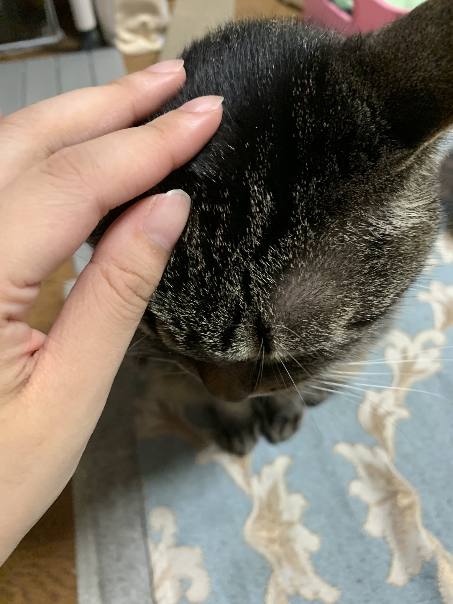 葵 と世界一かわいい猫 頭撫でられ待ちの猫 うちの子は頭を叩かれたことがないので人間の手は猫を撫でる ためのものって認識してて手を見ると自分から頭撫でられにくるのがとても愛しい T Co M7sjvj9l1m Twitter