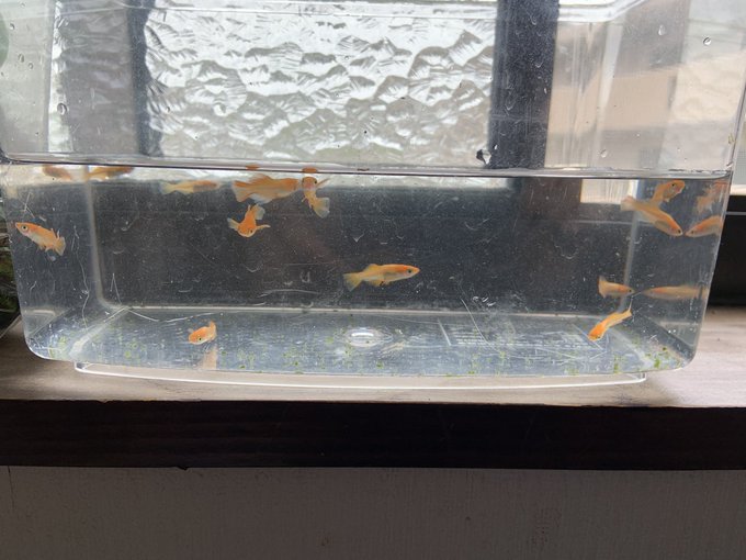 めだか物語 メダカ販売店とメダカイベント開催情報のまとめサイト ひろなび