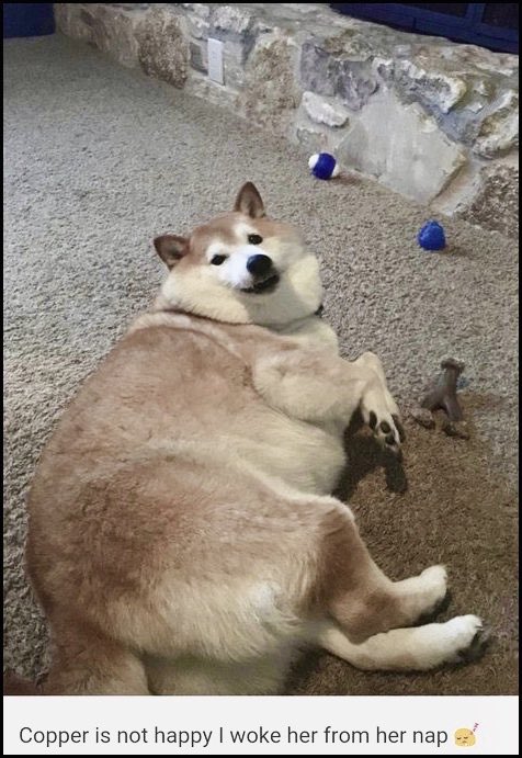 こいつの正体がサソリに刺されたアメリカ在住の雌の芝犬であることは