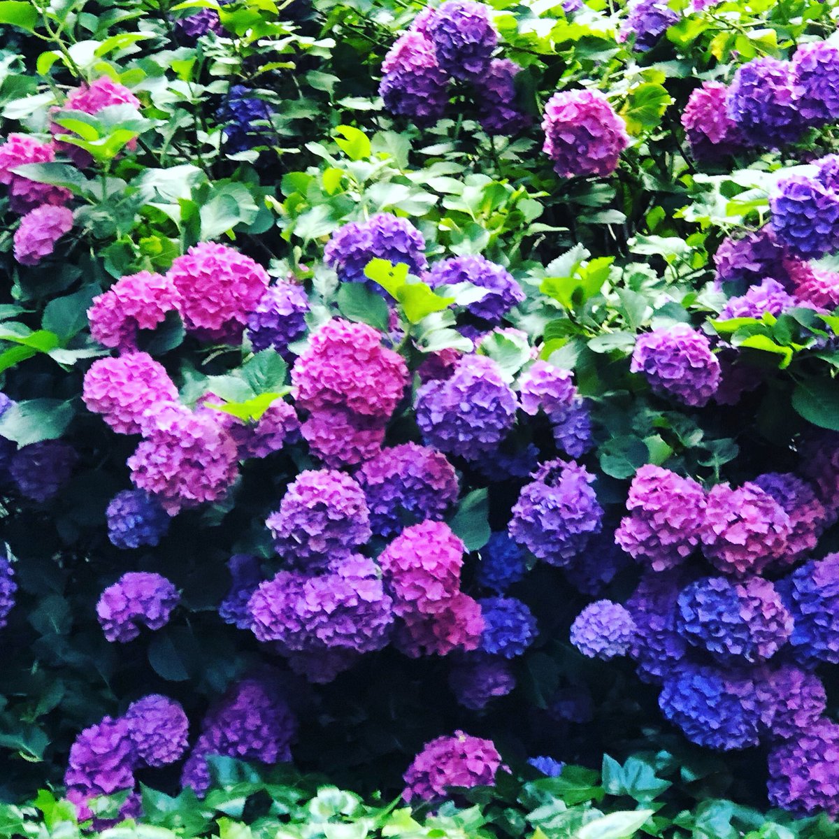 mariaf677's tweet photo. Las hortensias de mi casa, se han pasado por el forro la pandemia #lavidasigue #fuckyoucovid19 #reactivarse #florecer #GrowUp https://t.co/ctYpI3wx3P
