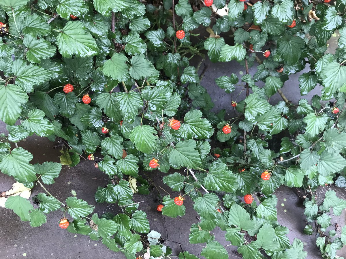 ガビー Morizo 木で 葉が卵形で先がとんがっていて 実がぶら下がり式 クサイチゴ 木で 葉がイチゴに似て 実が上向き ニガイチゴ 草で 地面を這うように広がり 実が少しピンク ヘビイチゴ 今赤く実っているのは大体この3つで ヘビイチゴだけは