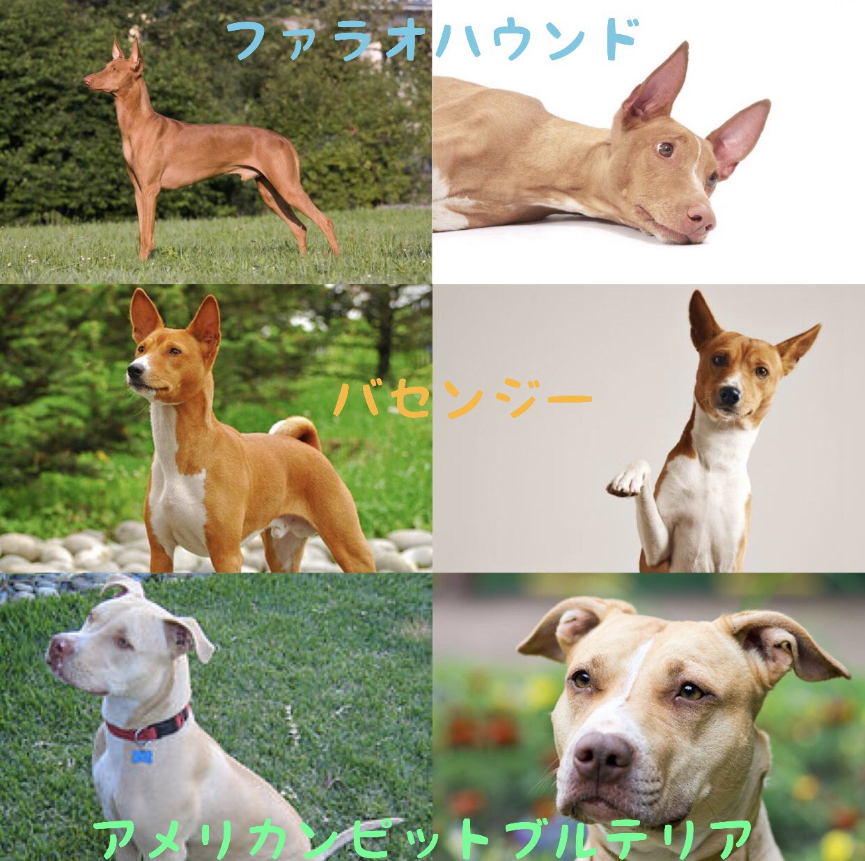 桑原みずき ともちゃんに似た犬を探すのが好き この辺り似ちゅうと思うけど どれが近いと思う 性格的にも狩猟犬ぽいしなぁ バセンジーは 吠えない犬 として有名らしい ともちゃんやん 雑種犬 T Co Lqwolx7xdw Twitter