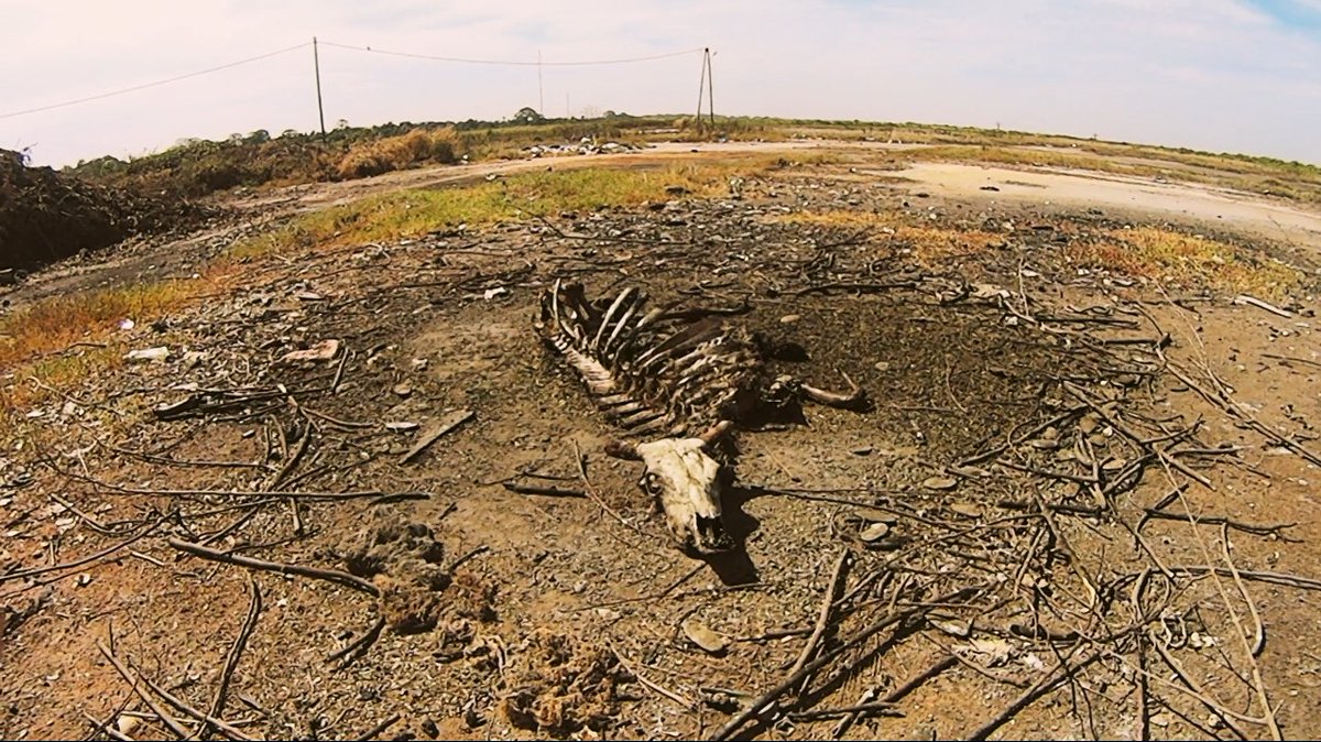 SandPathDoc's tweet photo. "Cuando descubrí este esqueleto de vaca en medio de la nada, me chocó darme cuenta de lo poco presente que tengo la muerte en mi día a día. Convive con nosotros, nos guste o no." Aïda Ballmann, directora de Camino de tierra.

#esqueleto #vaca #muerte #documental #mujerenescena https://t.co/ABVjHohR81