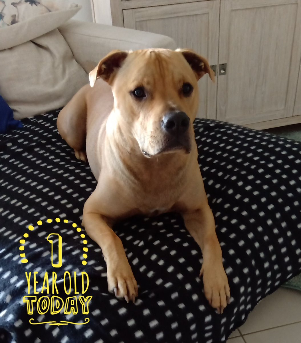 IStaffies's tweet photo. Our beautiful boy, Max, is one year old today! 🎉 🎈 🎂 ♥ 🐾 #staffy #staffie #birthday #oneyearold https://t.co/D8o9oTg5W6