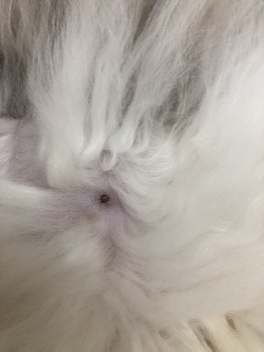 やぃ( こう♀ポン♂うり♀ネム♂) on X: ポンちゃんの乳首黒い... って思ったら、 陥没乳首に溜まった垢がが角栓みたいにニュって顔出してきたやつだった。  #ポンちゃん #ラグドール #猫 #猫のいる生活 #陥没乳首 t.coX4DAINDDfP  X