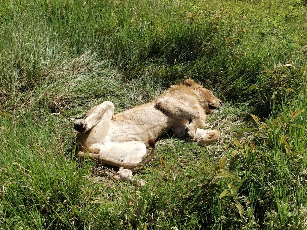VisitTanzania1's tweet photo. One of those lazy weekends 😂😋
📍Serengeti National Park 🇹🇿
#Sharubu #Simba #VisitSerengeti #VisitTanzania https://t.co/vHzyuvjzoL