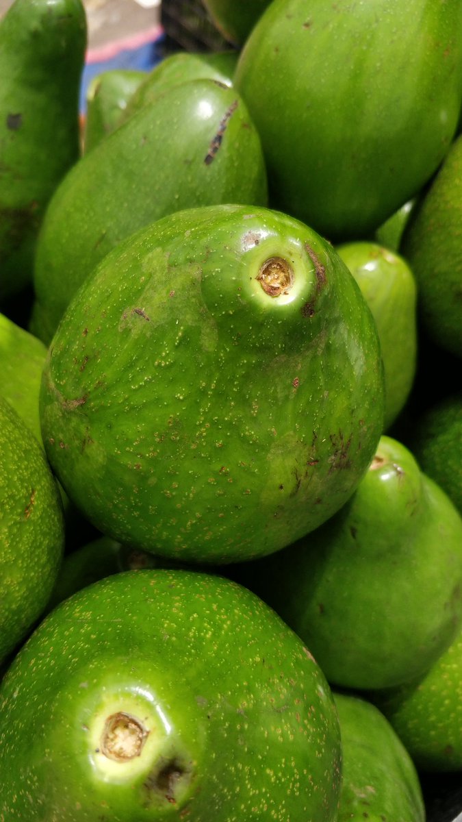 PartnersFarming's tweet photo. Avacado / Butter fruit. https://t.co/RJ7TzxFiOp