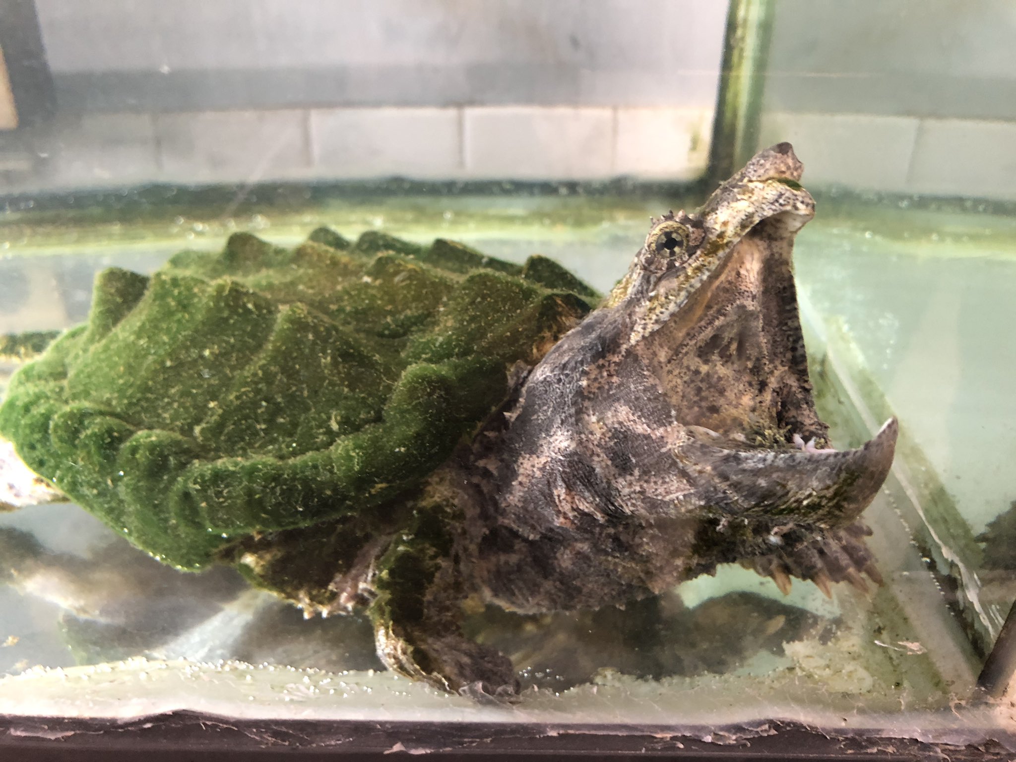 ジャパン スネークセンター Jsc ワニガメはいつも水中で口を開けています 野生では 舌を使って ルアーリング という誘き寄せ行動して獲物捕らえるのですが この個体は人に慣れたせいか 飼育員のいる方を向いて口を開けて待っています もしかすると