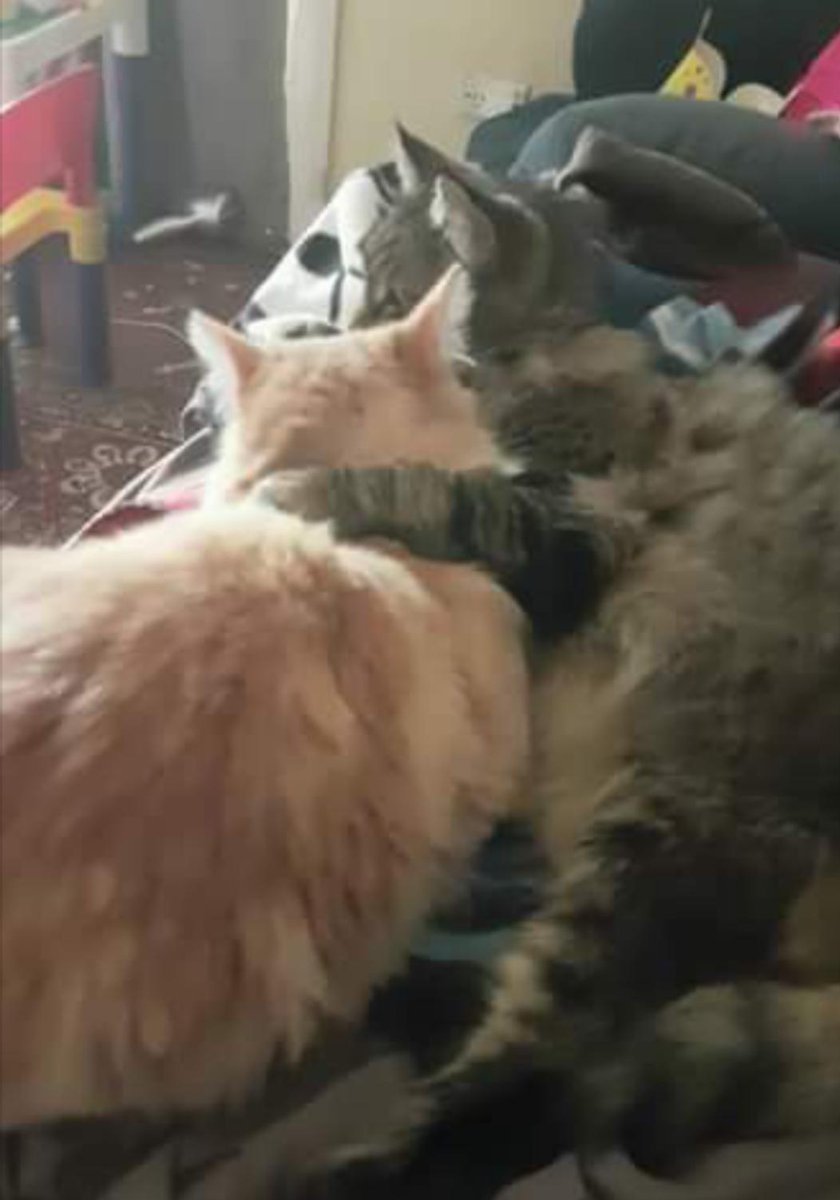 MeowMoeDotCom's tweet photo. #Revy and his #Adopted, #Ginger #Son, Cat-Batman who was taken from his best #Friend too soon.
#Cats #Cat #Kittens #Kitten #Kitty #Pets #Pet #Meow #Moe #CuteCats #CuteCat #CuteKittens #CuteKitten #MeowMoe #CatBatman
https://t.co/m5Yv7oSyDB https://t.co/BmO4eFNcFp