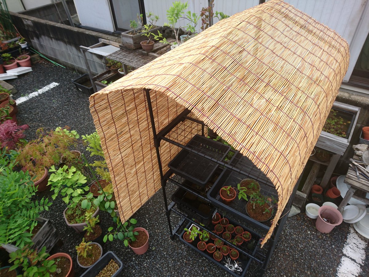 メダカの大工 على تويتر 在庫処分で激安のビニール温室棚に すだれを結束バンドで固定 屋根と西日の日よけができました 夏は活躍してくれそうです メダカの大工 على تويتر 在庫処分で激安のビニール温室棚に すだれを結束バンドで固定 屋根と西日の日よけができました 夏は活躍してくれそうです