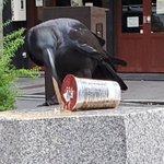 カラスさんのお口には合わなかったようです…カフェラテを飲んで盛大に吐いてしまった姿を激写されています…