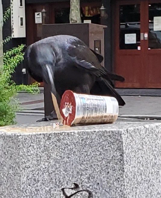 カラスさんのお口には合わなかったようです…カフェラテを飲んで盛大に吐いてしまった姿を激写されています…