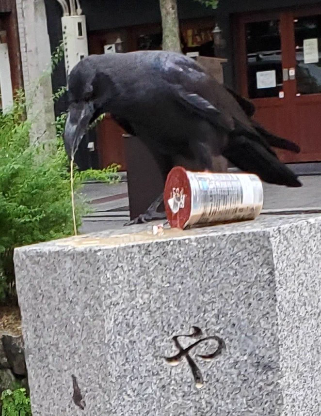 カラスさんのお口には合わなかったようです…カフェラテを飲んで盛大に吐いてしまった姿を激写されています…