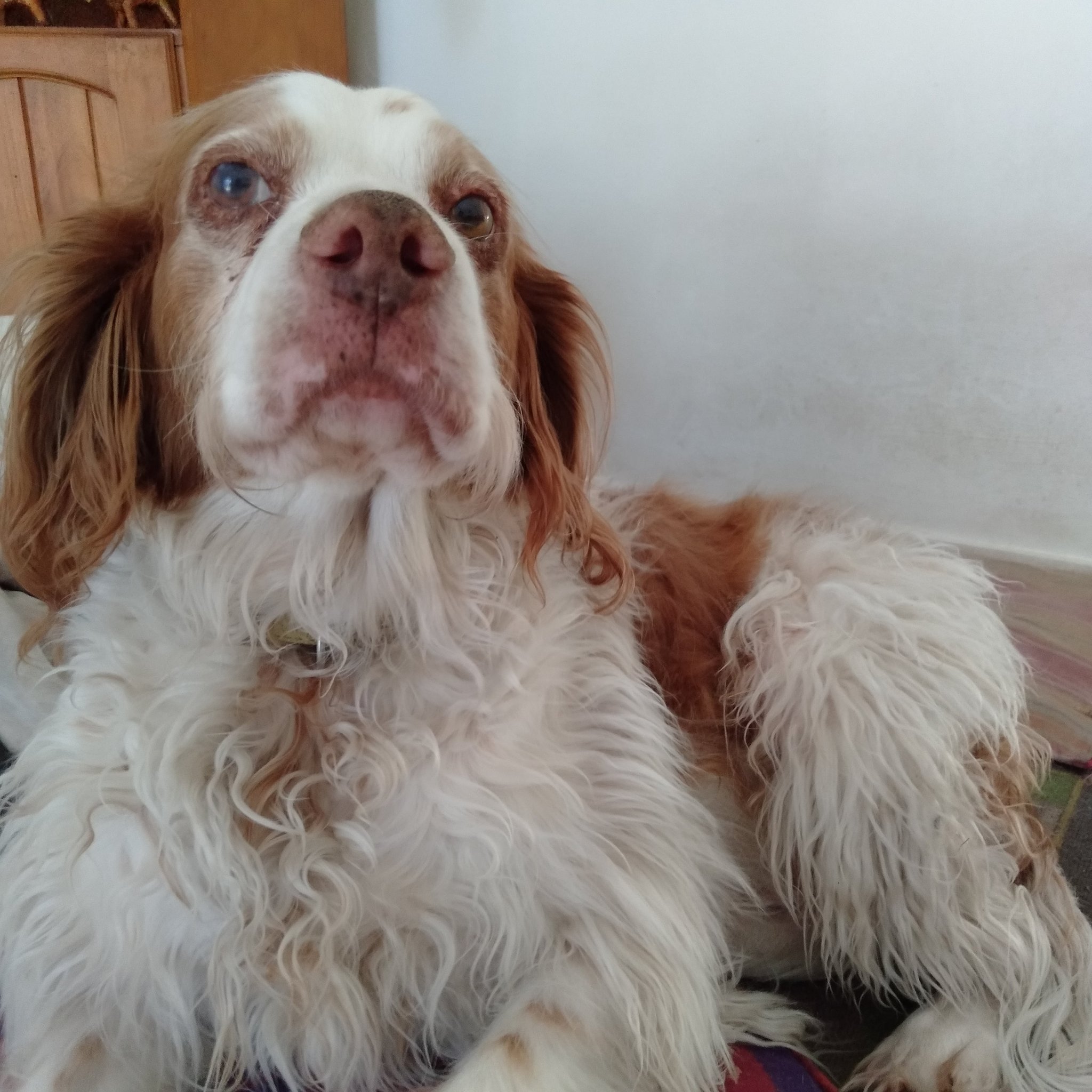 おもしろい犬 Twitter Search Twitter