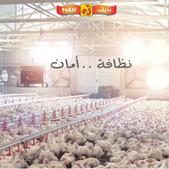 NaifChicken's tweet photo. https://t.co/TJQ7uqTjDe