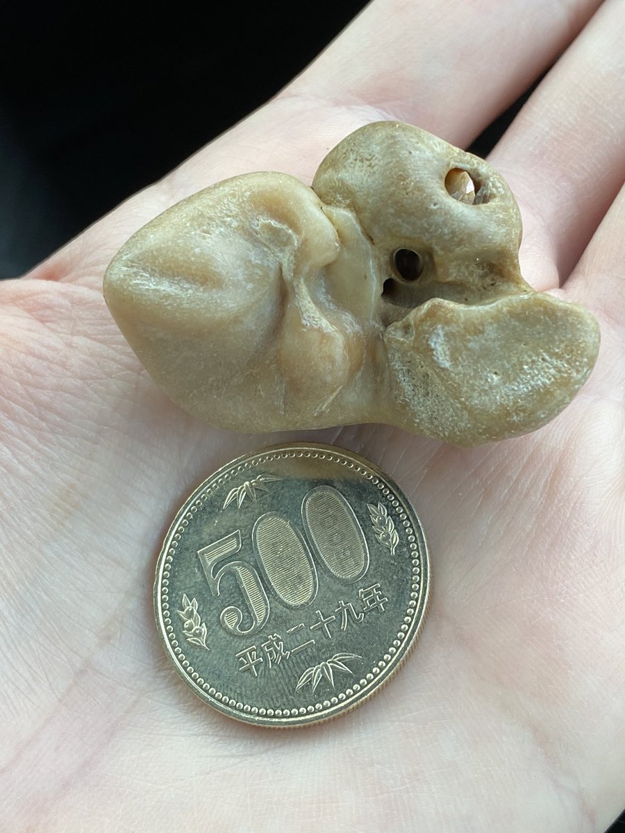 千葉海浜で飼育虫の餌取り中。先ほどたまたま拾ったイルカの耳骨？と