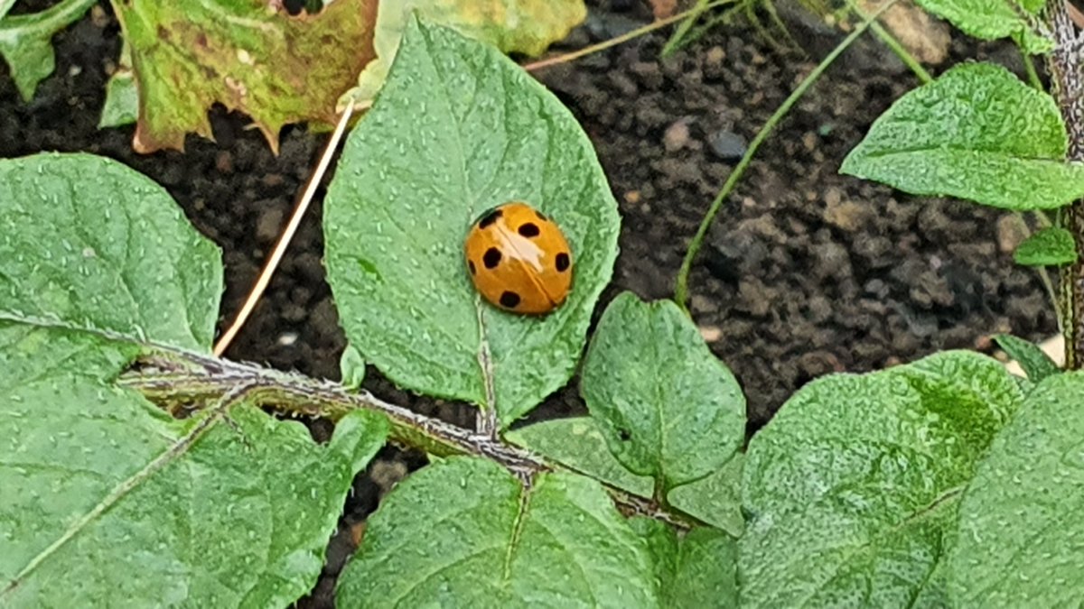 InfirmaryGarden's tweet photo. Well done to all yesterday! We'll be back next Saturday 20th June 2020 at noon for some more staking and weeding, do drop by and we'll show you how! https://t.co/d7lTZdvhjZ