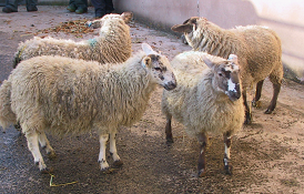 NADIS_UK's tweet photo. #Cobalt deficiency most commonly affects weaned lambs in the late summer; clinical signs may be mistaken for PGE. Check out the bulletin for more information and speak to your vet if you are concerned. https://t.co/79qo2tVNuH https://t.co/KUJl1fo4aR