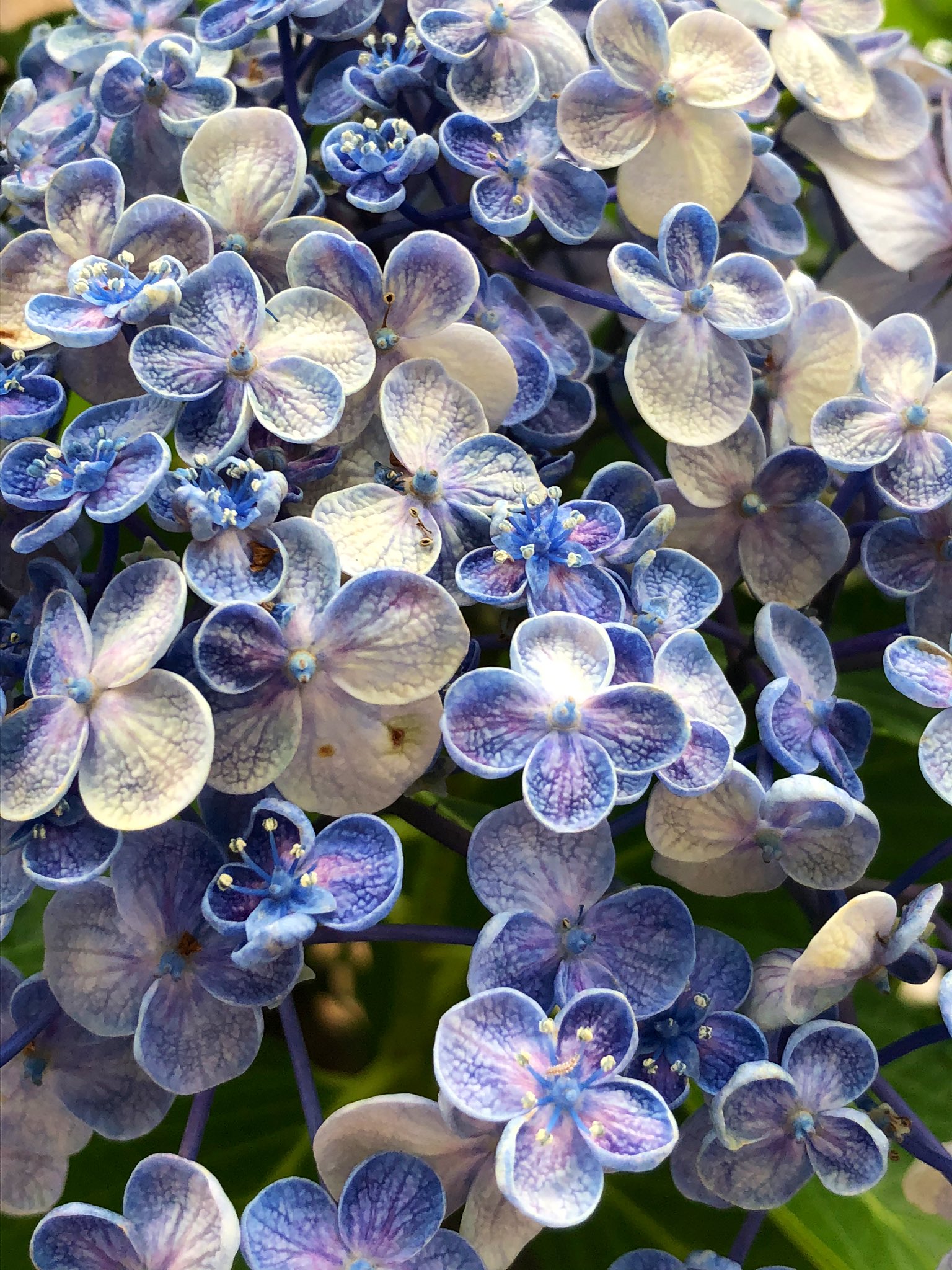 マツダケン この紫陽花かわいい 品種なんだー T Co Pbszsjplex Twitter