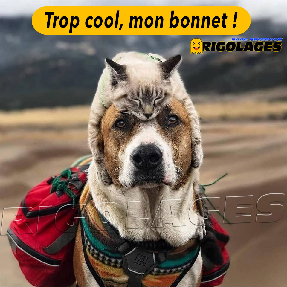Rigolages Rigolages Humour Chien Chat Bonnet