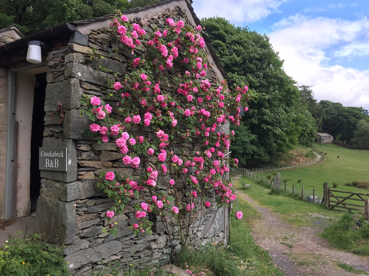 Crookabeck Herdwicks tweet media