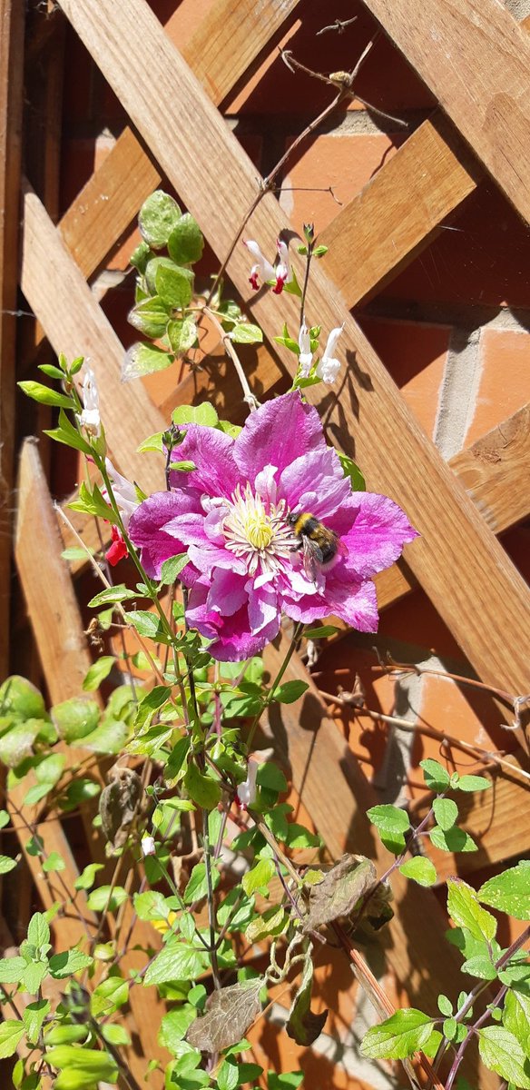 willbartle's tweet photo. Day 13 #30DaysWild tried to take pictures of bees in our garden. Harder than it looks! https://t.co/SW3j5LsGP4