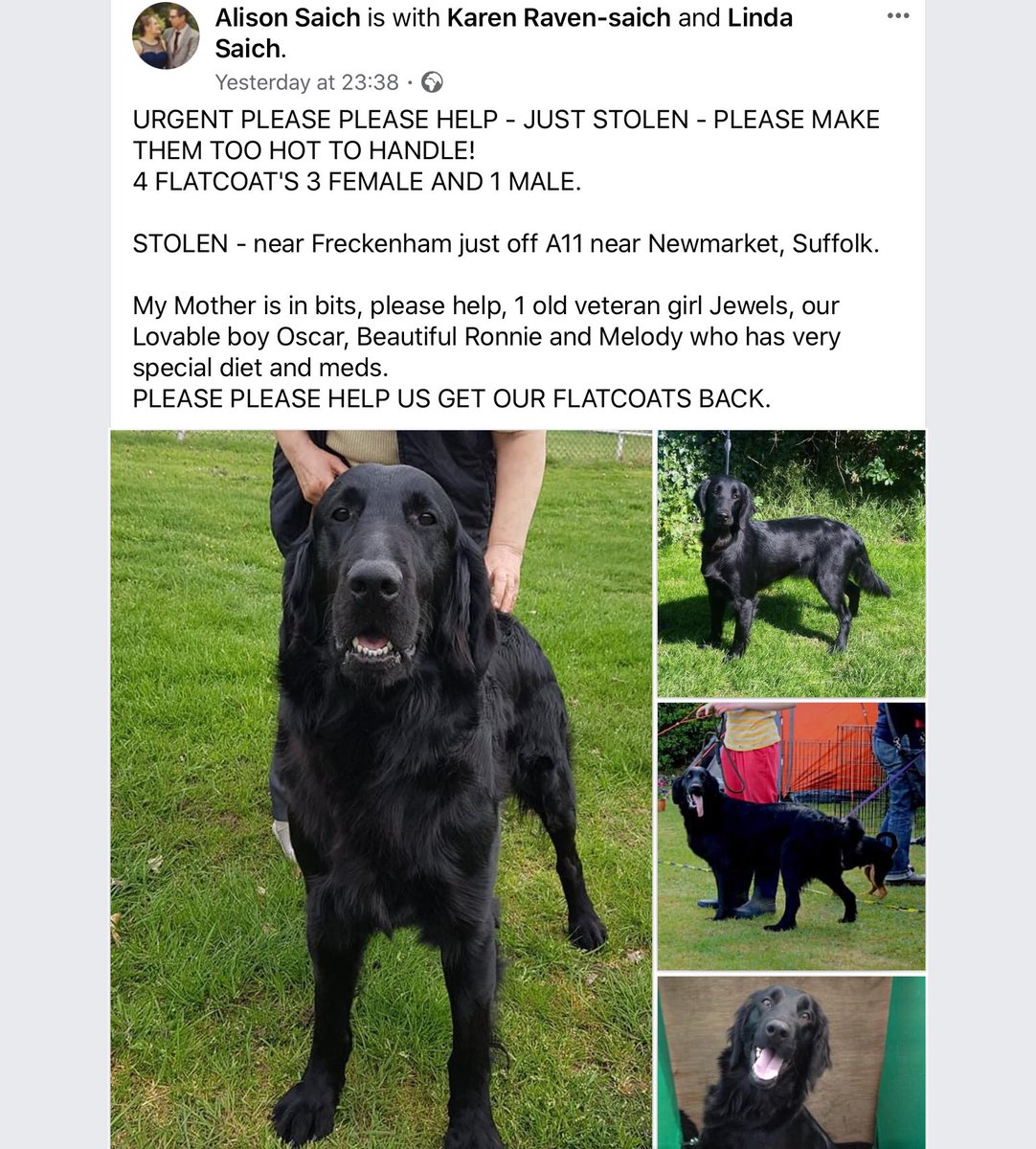 Please share. This family in Freckenham are desperate to get their dogs home safely. They’re the family that run the local dog kennels where Millie spent so much time and they really love their dogs.