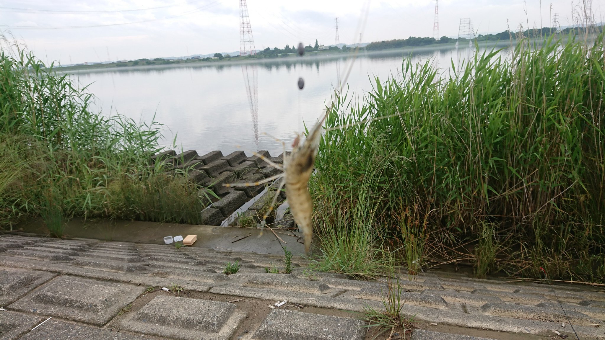 ことのん 木曽川へ移動してテナガエビ釣り 釣れるとは思って無かったので 自分でも驚く 笑 ことのん 木曽川へ移動してテナガエビ釣り 釣れるとは思って無かったので 自分でも驚く 笑