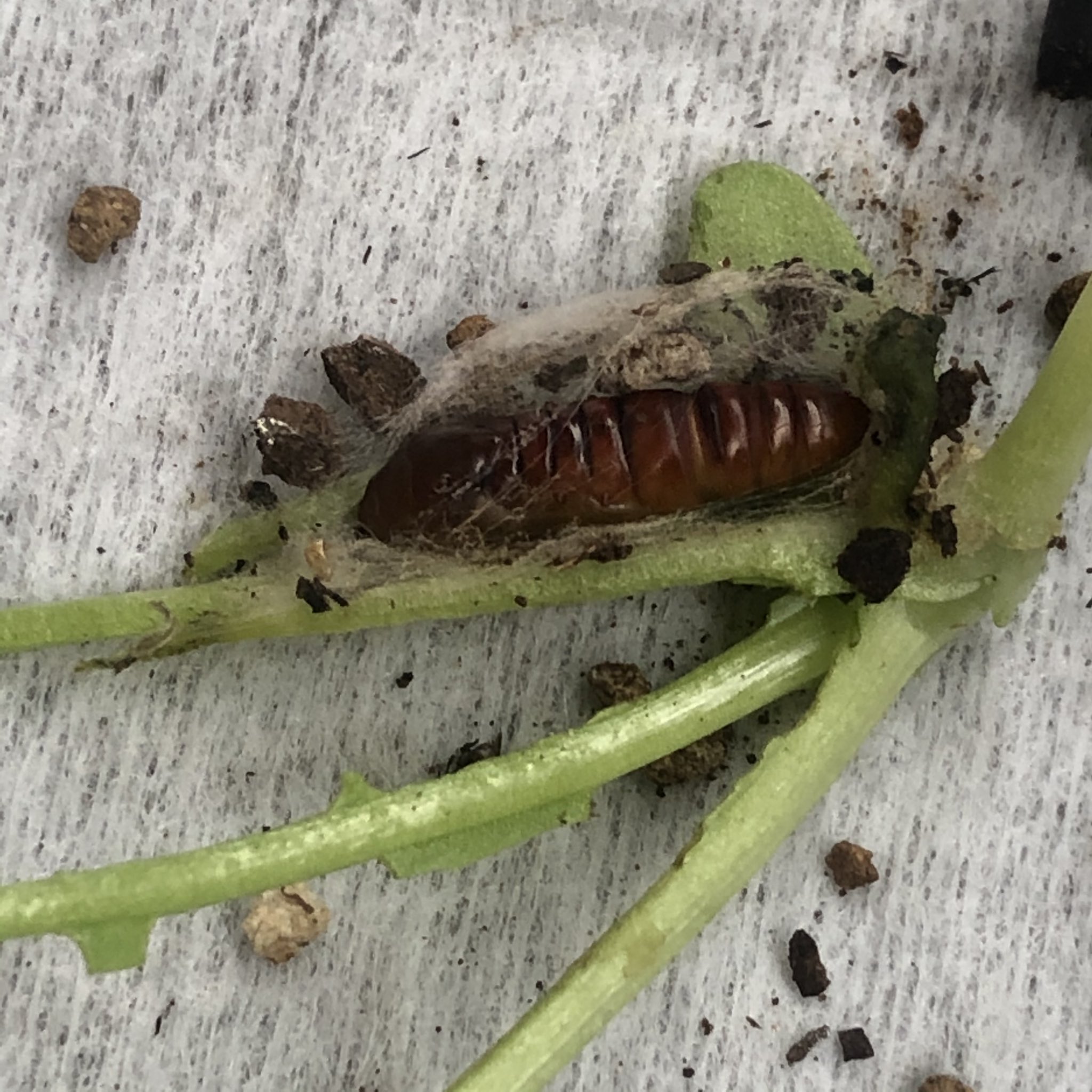 伊原彩 サイエンスライター 春菊って虫がつかないって聞いたのに 全滅 この蛹はなんだろか 家庭菜園 サラダ春菊 春菊 蛹 柔らかいとこばっかり T Co Wbg4mpbkfg Twitter