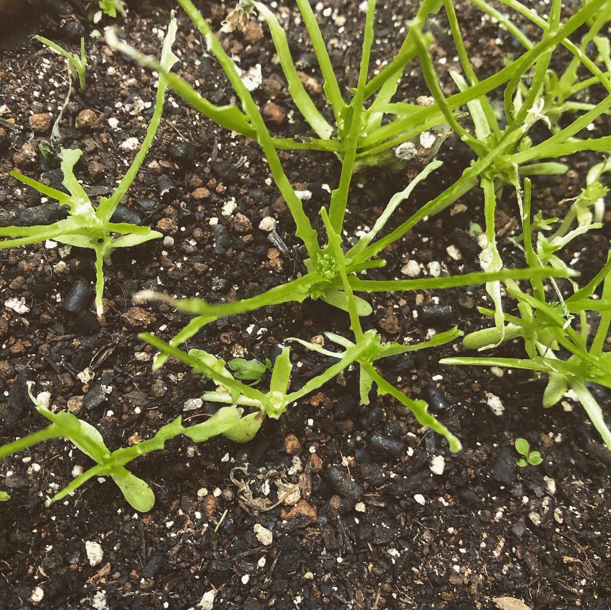 伊原彩 サイエンスライター 春菊って虫がつかないって聞いたのに 全滅 この蛹はなんだろか 家庭菜園 サラダ春菊 春菊 蛹 柔らかいとこばっかり 伊原彩 サイエンスライター 春菊って虫がつかないって聞いたのに 全滅 この蛹はなんだろか 家庭菜園 サラダ春菊 春菊 蛹 柔らかいとこばっかり