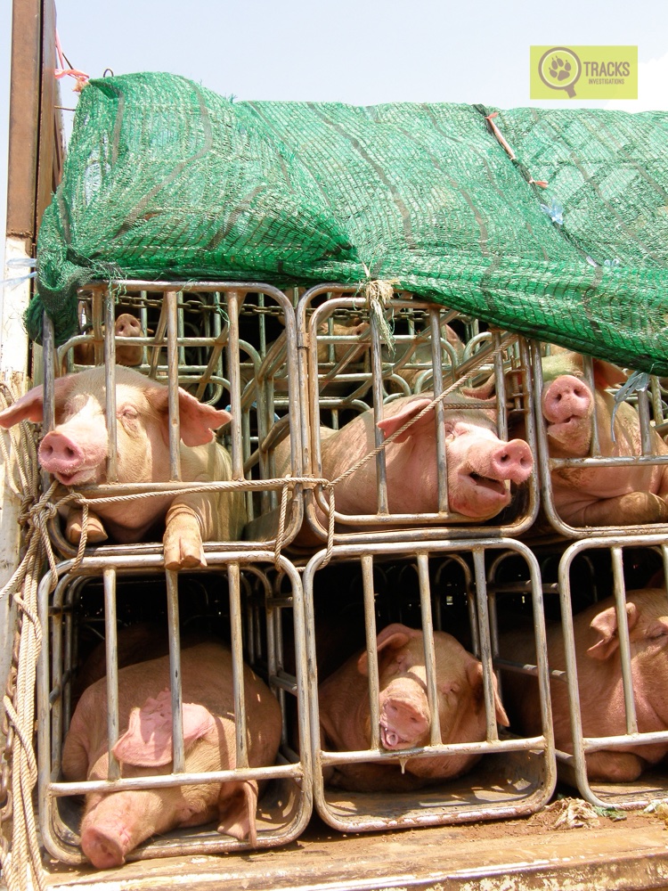 TracksEcospooks's tweet image. Today is #BanLiveExports International awareness day.

@TracksEcospooks have undertaken long distance animal transport investigations in over 30 countries across 6 continents in the last 15 years.

It’s time to put an end to this cruel &amp;amp; unnecessary trade once and for all!