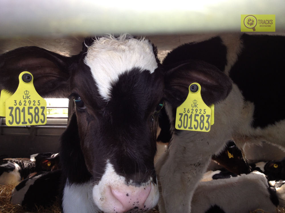 TracksEcospooks's tweet image. Today is #BanLiveExports International awareness day.

@TracksEcospooks have undertaken long distance animal transport investigations in over 30 countries across 6 continents in the last 15 years.

It’s time to put an end to this cruel &amp;amp; unnecessary trade once and for all!
