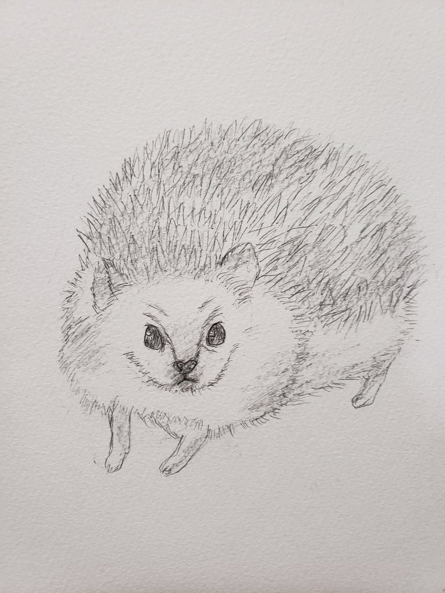 O Xrhsths ととせんせい Sto Twitter 絵描きさんと繫がりたい イラスト好きな人と繋がりたい デッサン ハリネズミ ハリネズミです タワシでなくハリネズミです ヽ ﾉ 今日は起きてからふらついてて よたよたと血圧はかったら 上107 下73でそんなに