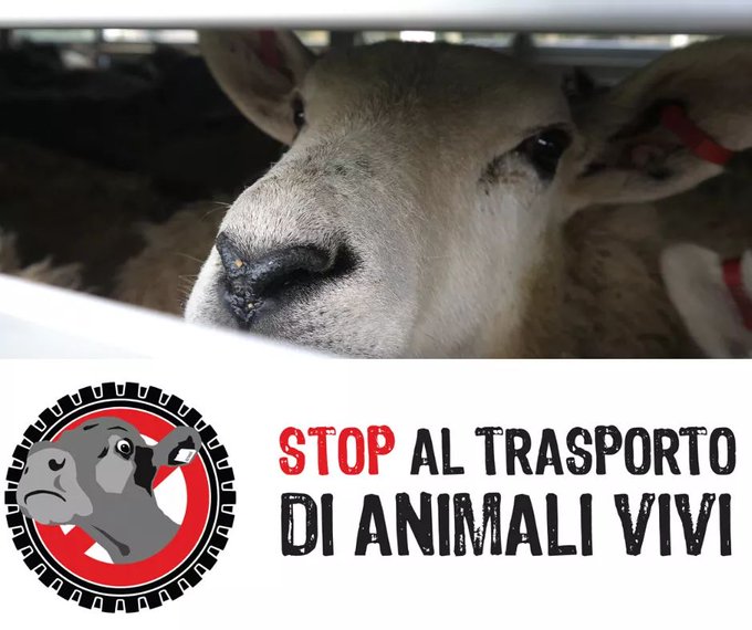 itcinziabellini's tweet photo. Oggi è la giornata internazionale di mobilitazione contro il trasporto a lunga distanza di animali vivi. Le persone di tutto il mondo stanno facendo sentire la propria voce contro l’orrore, contro la morte. Ed io mi unisco a loro! #BanLiveExports #StopLiveTransport https://t.co/hA0uih5RMh