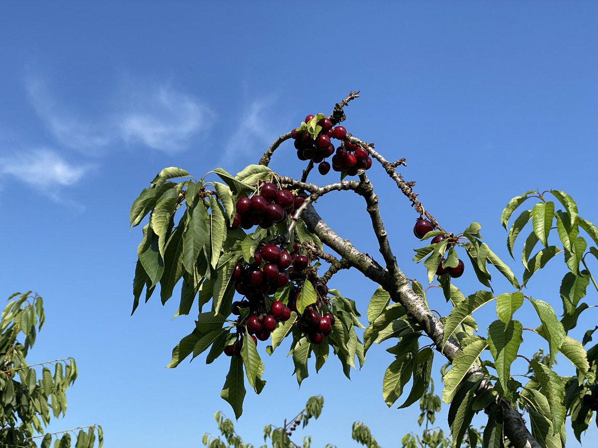TarolliP's tweet photo. Yesterday, really enjoyable walk in this interesting cherries farm. Many thanks to the farm’s owner for allowing us to visit! Delicious cherries! 🍒 🍒🍒
#castegnero #vicenza #veneto #italy 🇮🇹 https://t.co/KsoK7iTjcT