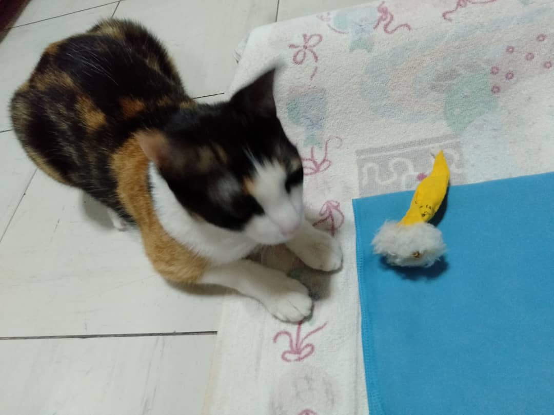 pebblesthetorbi's tweet photo. She loves it. She really does 😻
#MeetAmber #AmbersToys #CatFetch #MMGTW https://t.co/5JvLZRrHOJ