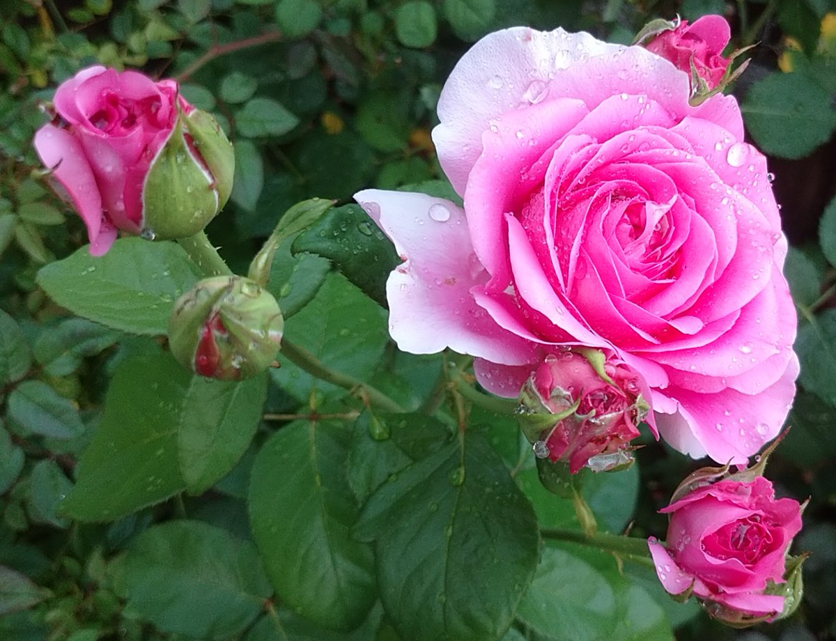 ふらわーらびっと Flower Twitter ふらわーらびっと Flower Twitter