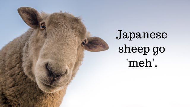 #accent #japanese #sheep #farm #nature #travel