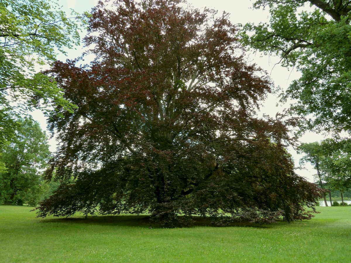 weidenroslein's tweet image. Der Wind trägt romantische Gedanken
und Gefühle hin zum Ort Deiner Sehnsucht...❤️🍀
#Potsdam #NeuerGarten #HeiligerSee #Weltkulturerbe