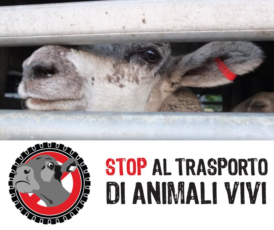 OIPAItalia's tweet photo. Ogni anno milioni di animali sono trasportati a lunga distanza, in condizioni estreme: disidratazione, stanchezza, fame e morte. Io dico BASTA al crudele trasporto a lunga distanza di animali vivi! #BanLiveExports #StopLiveTransport https://t.co/9qmiKQvS1K