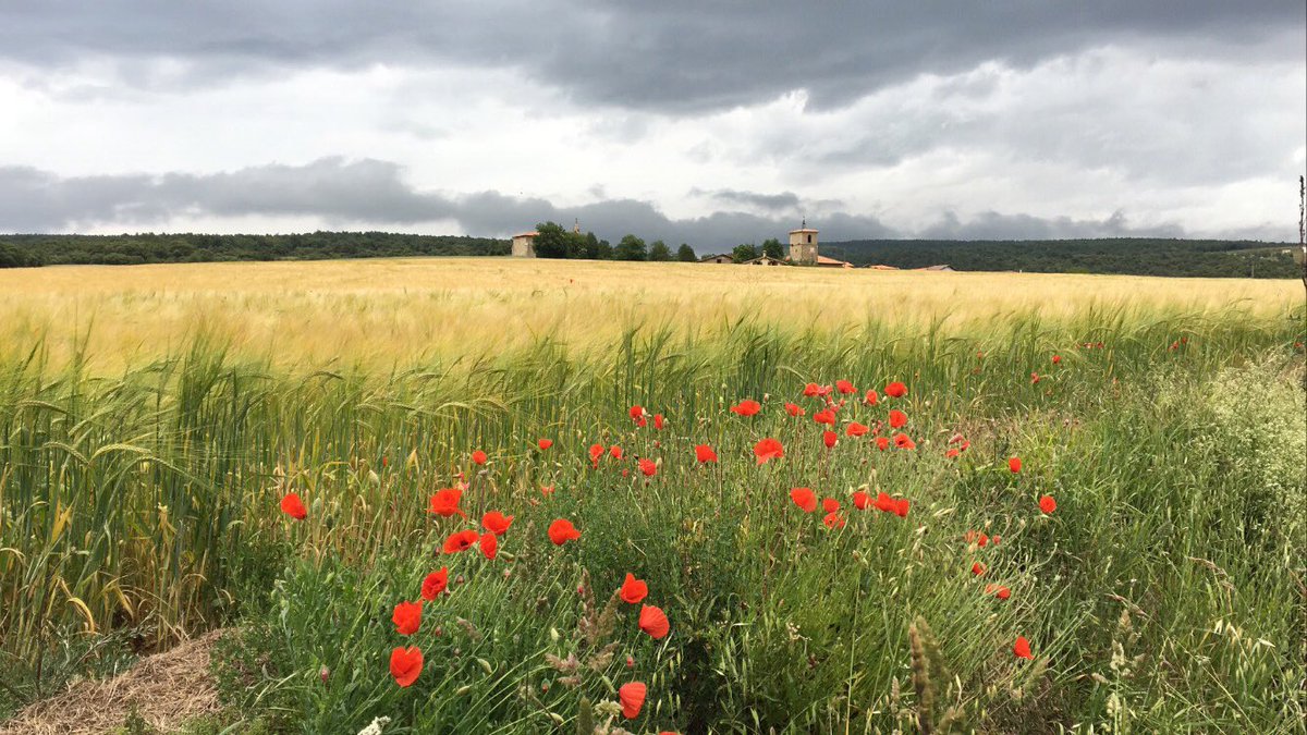 ⁦<a href="/eguraldiaETB/">Eguraldia ETB2</a>⁩ nubes y campos de trigo y amapolas en Quintanilla de Valdegovía #Valdegovía #valdegoviagaubea